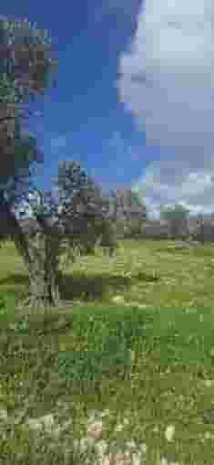 أرض 10500م² للبيع