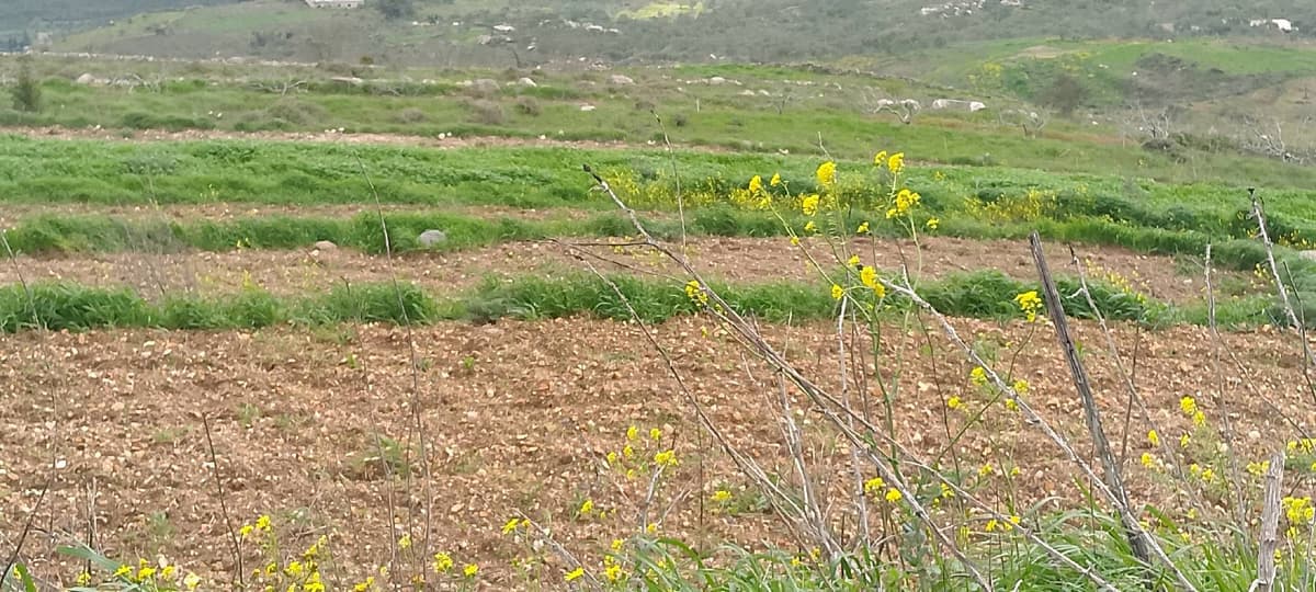 أرض 800م² للبيع