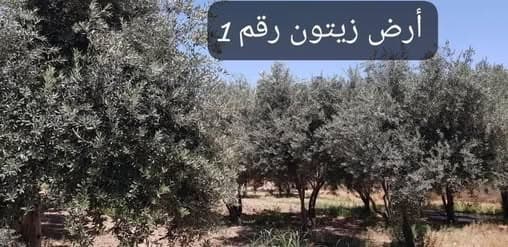 أرض 20780م² للبيع