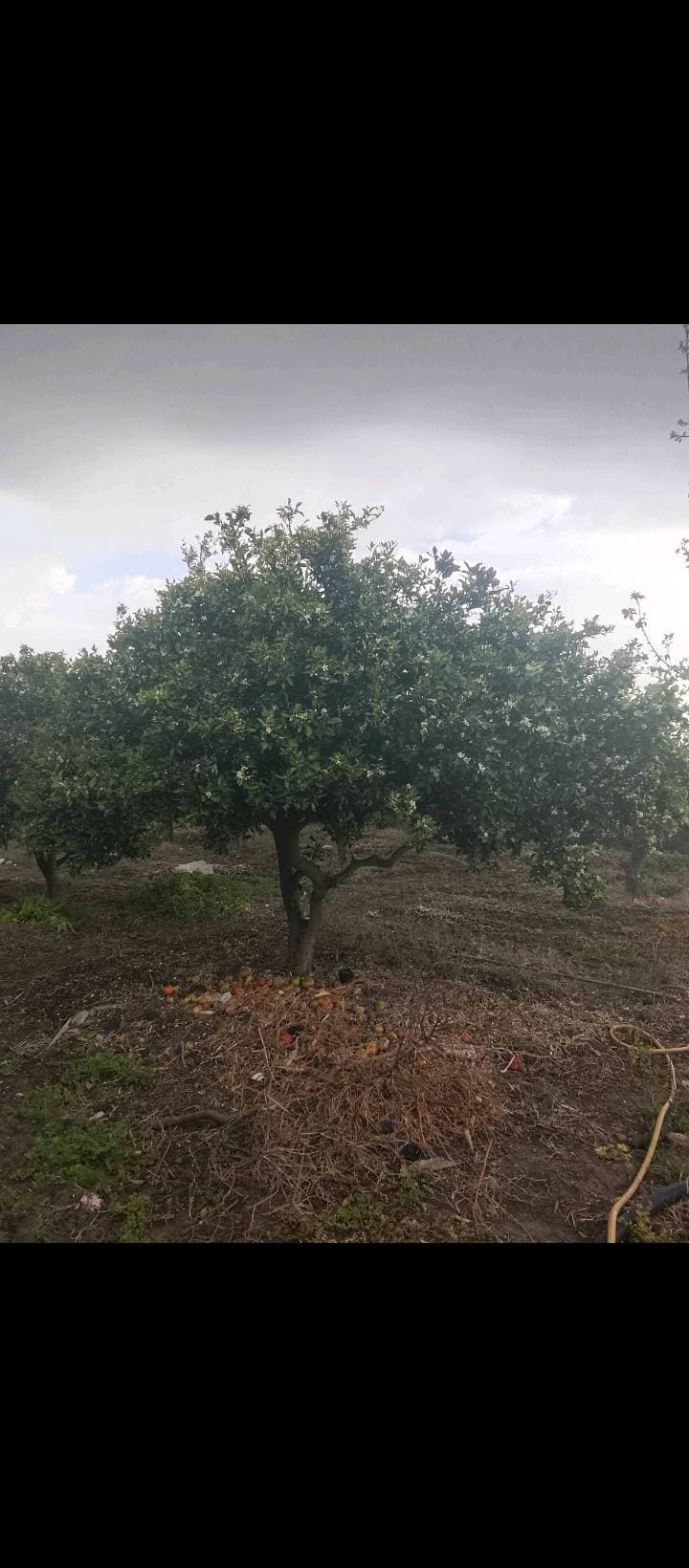 مزرعة 6341م² للبيع