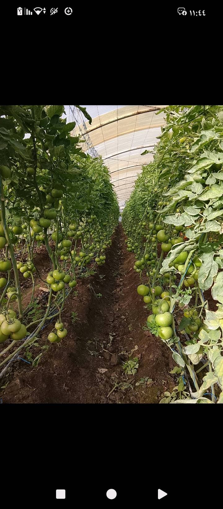 مزرعة 6341م² للبيع