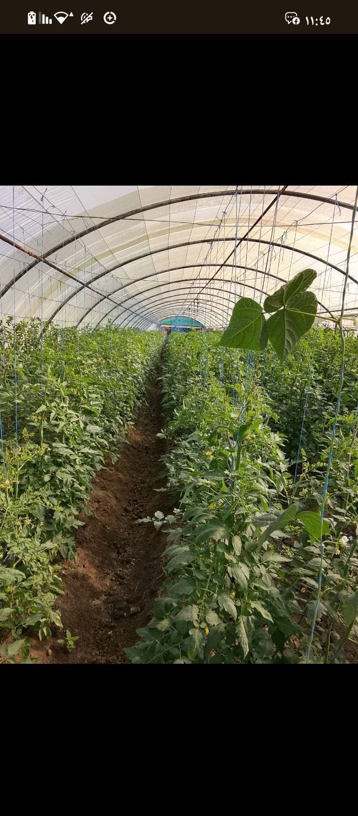 مزرعة 6341م² للبيع