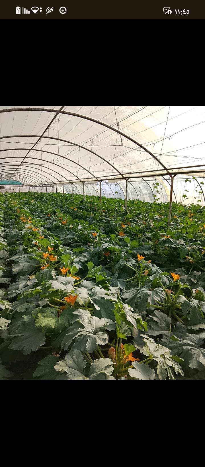 مزرعة 6341م² للبيع