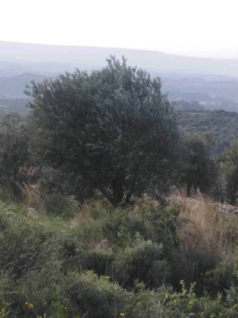 مزرعة 3000م² للبيع