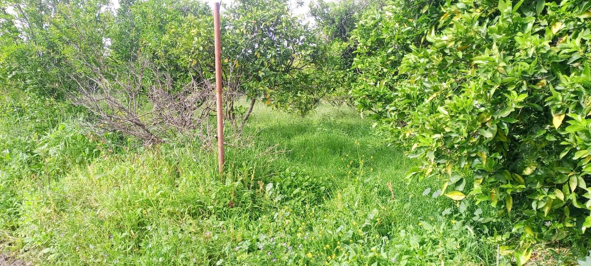 أرض 2000م² للبيع