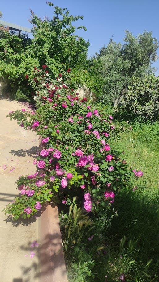 فيلا 225م² للبيع