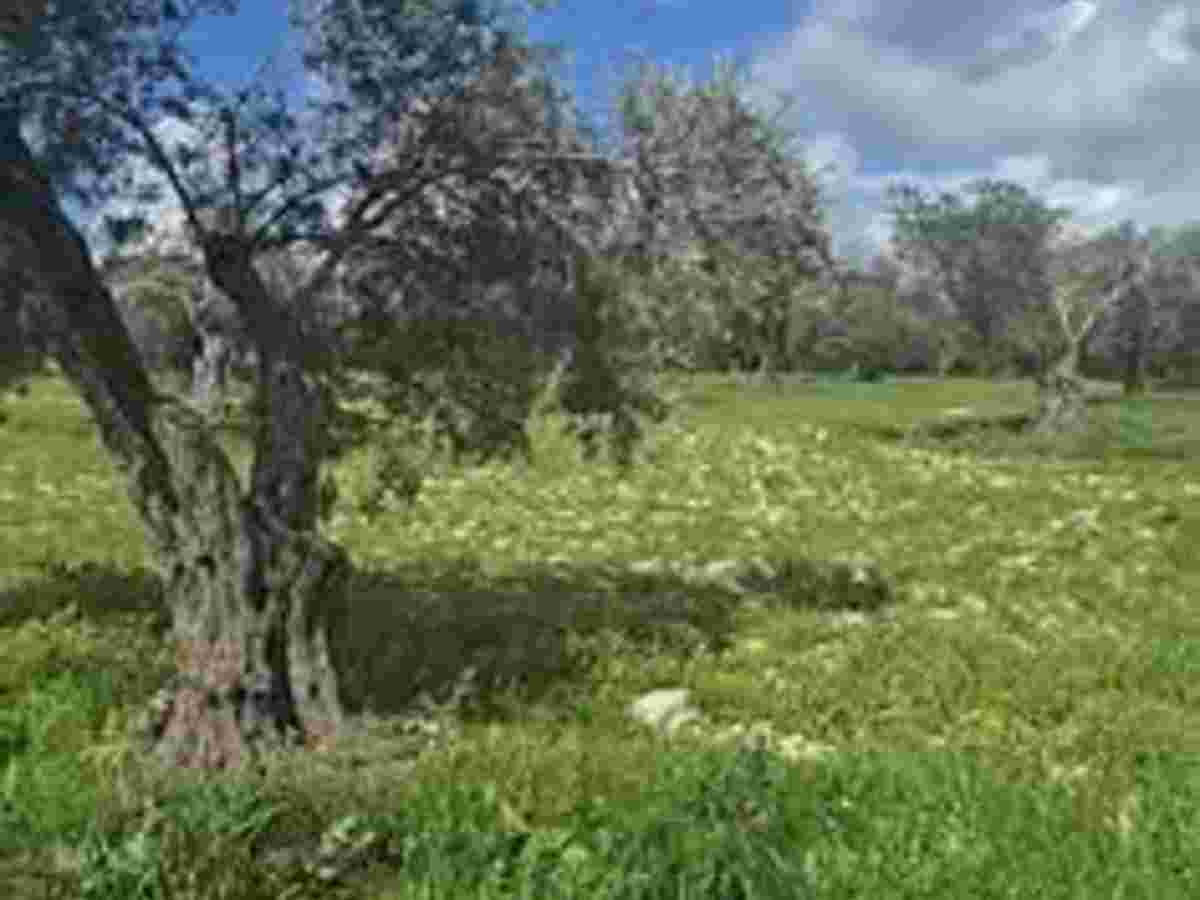 أرض 10500م² للبيع