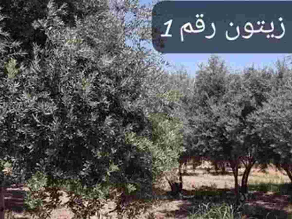 أرض 20780م² للبيع