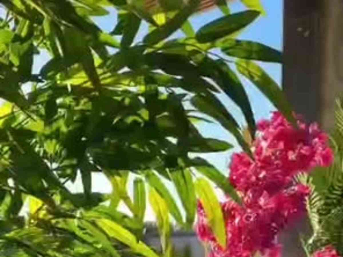 مزرعة 3 غرف للإيجار اليومي