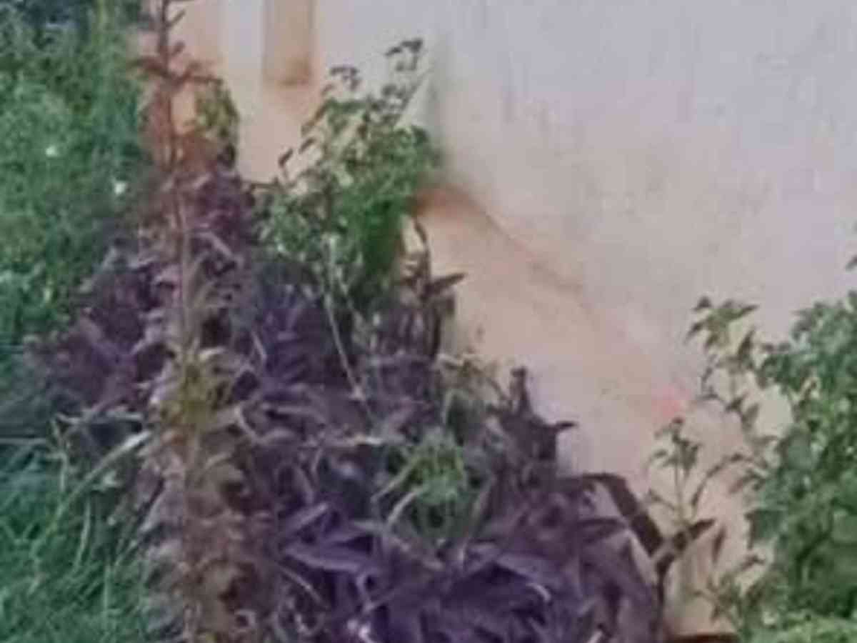مزرعة 3 غرف للإيجار اليومي