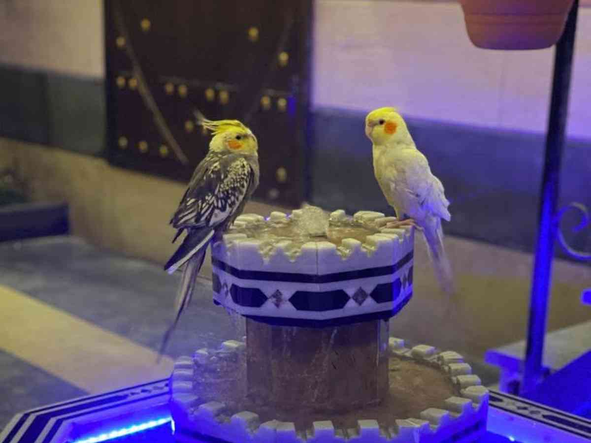 بناء 3 غرف 185م² للبيع