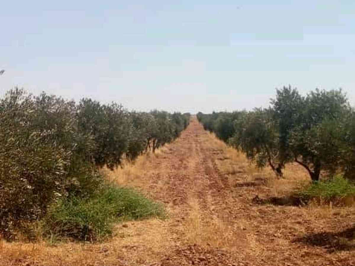 أرض 8500م² للبيع