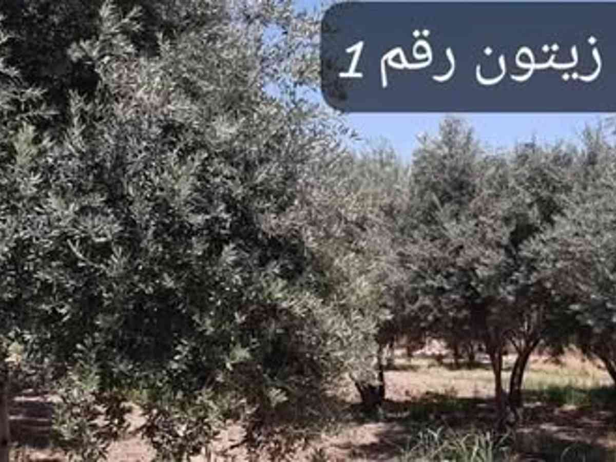 أرض 20780م² للبيع