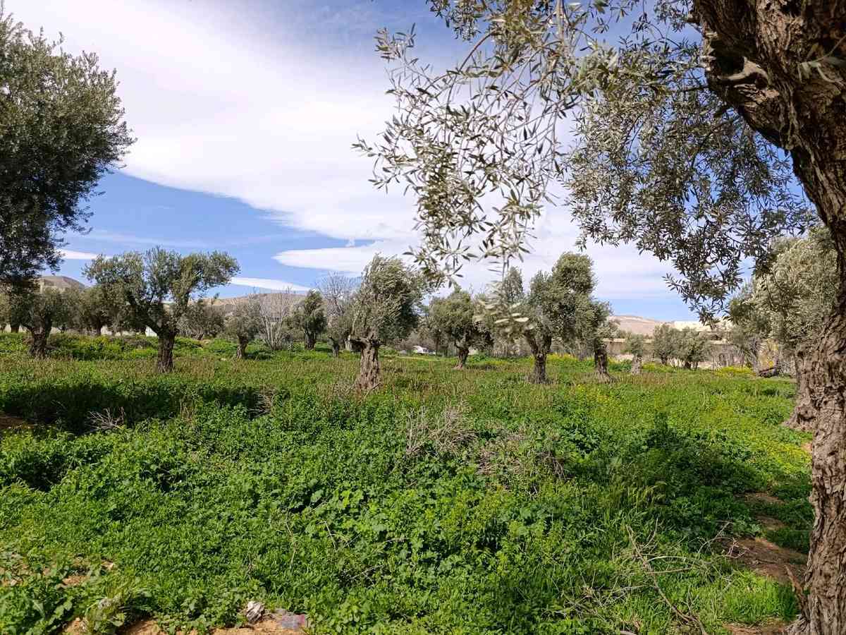 أرض 1700م² للبيع