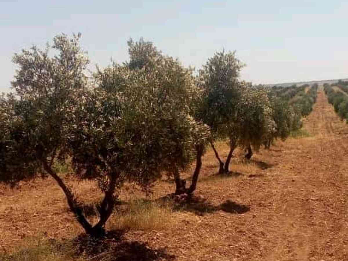 أرض 8500م² للبيع