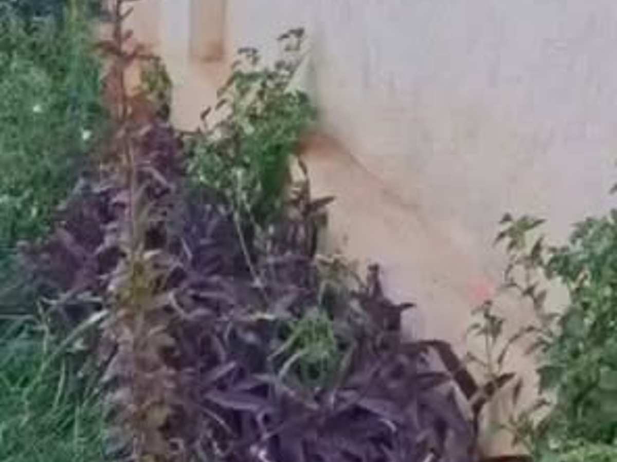 مزرعة 3 غرف للإيجار اليومي