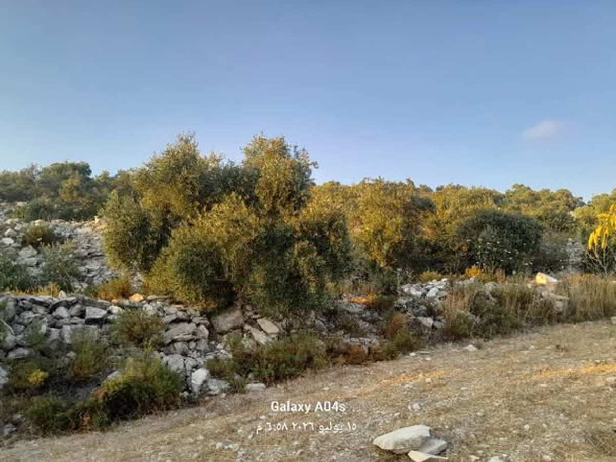 مزرعة 20000م² للبيع