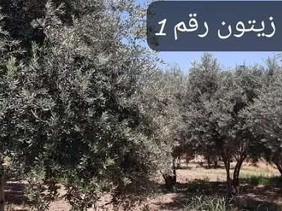 أرض 20780م² للبيع