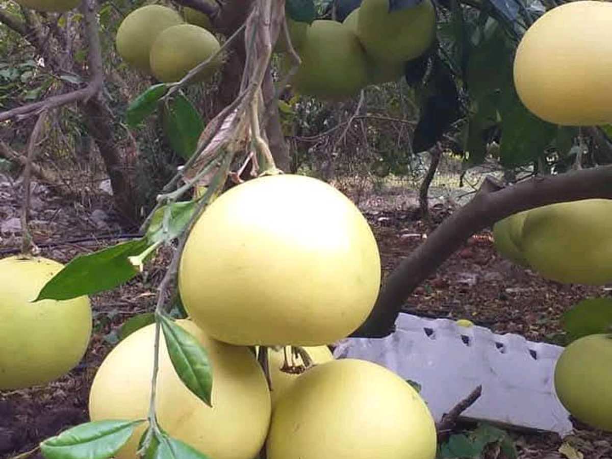 مزرعة 35000م² للبيع